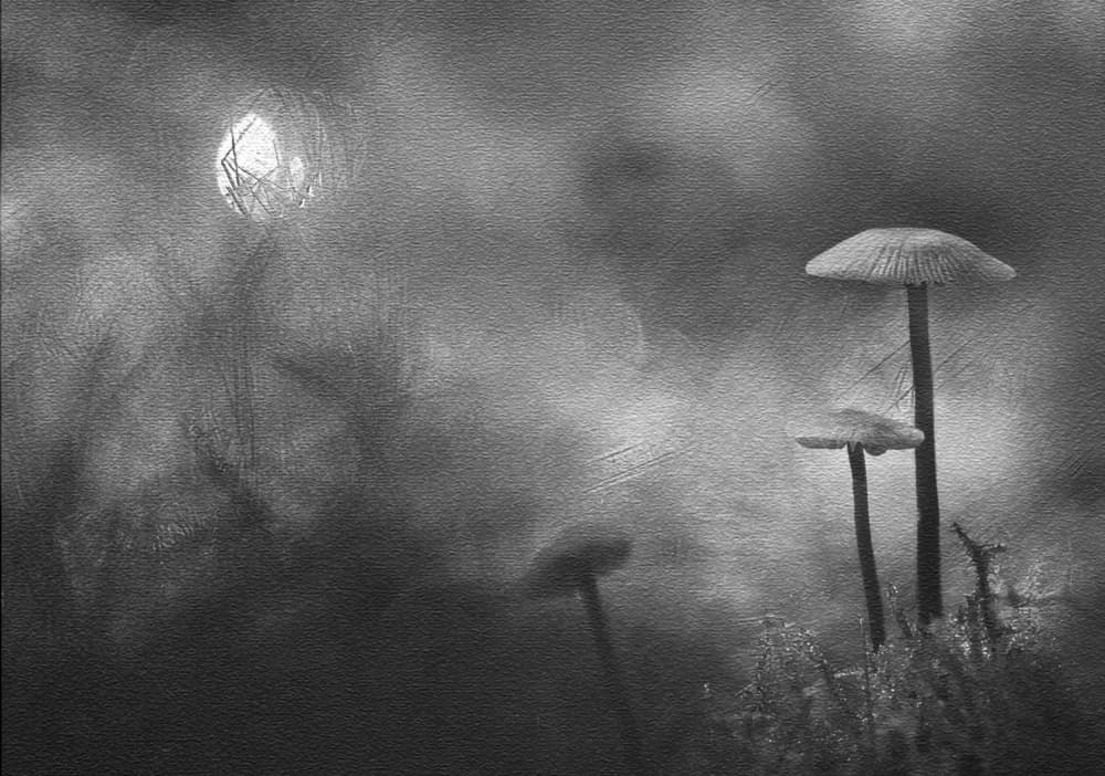 Misty Forest Mushrooms by Ylva Sjögren — canvas wall art