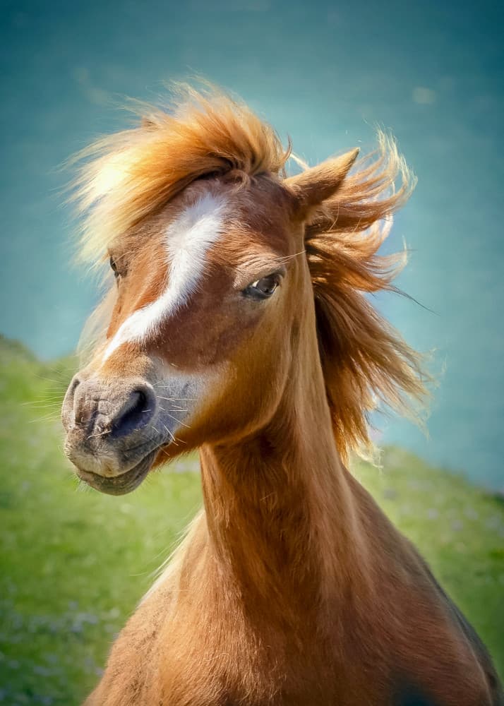 Curious Young Horse by Hans Repelnig — canvas wall art