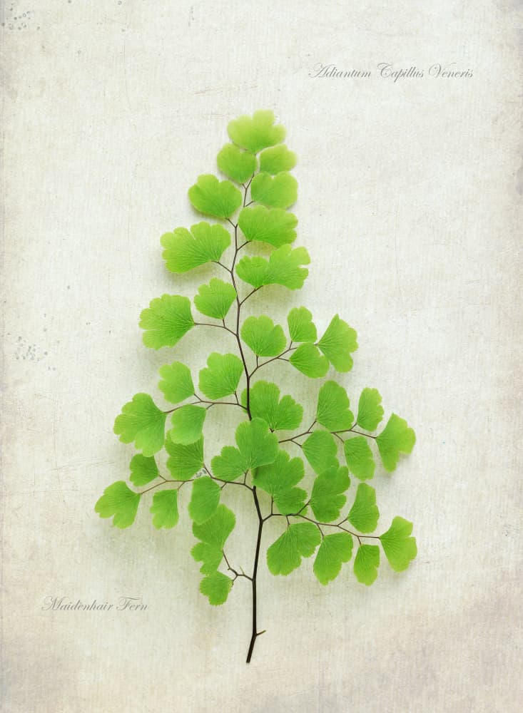 Delicate Maidenhair Fern by Alyson Fennell — canvas wall art
