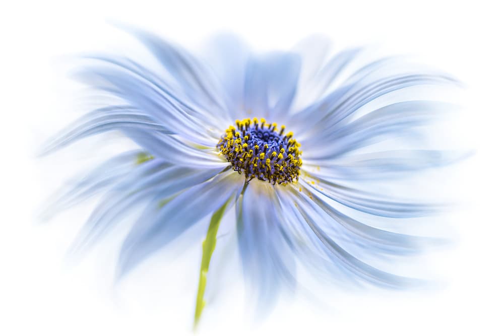 Daisy delight by Mandy Disher — canvas wall art