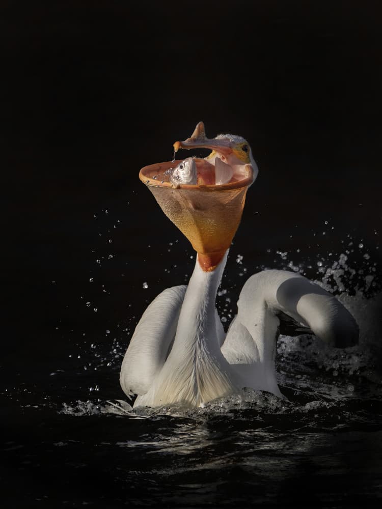 Pelican Catches Fish by Qing Zhao — canvas wall art