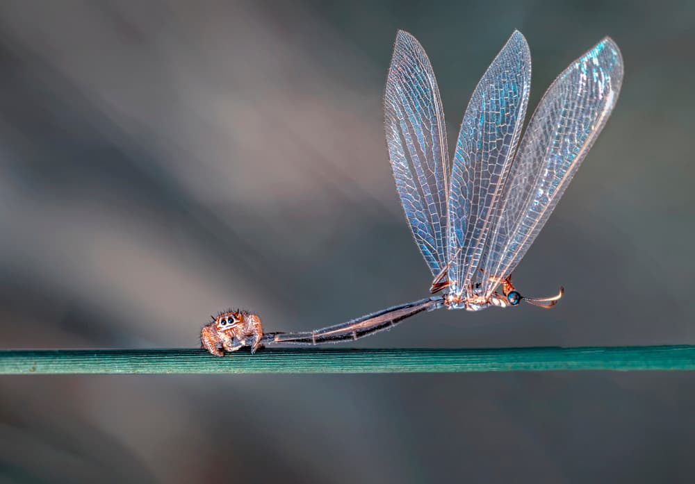 Jumping Spider Damselfly by Mustafa öztürk — canvas wall art