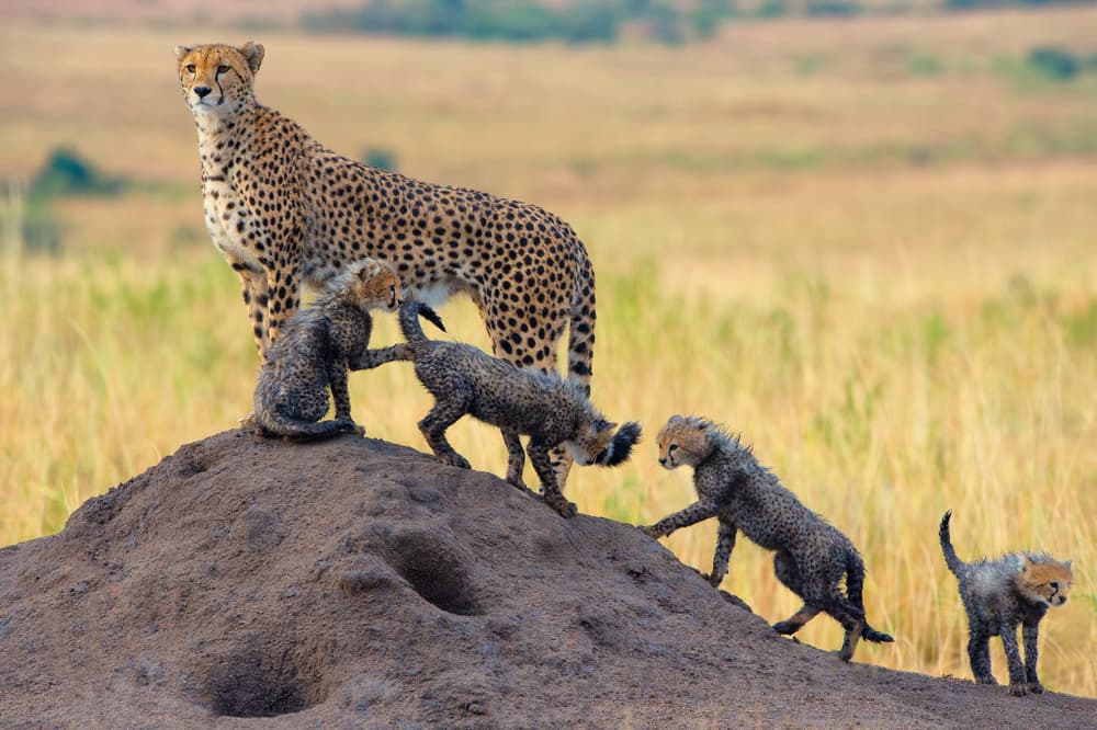 Wild Cheetah Family by Mohammed Alnaser — canvas wall art