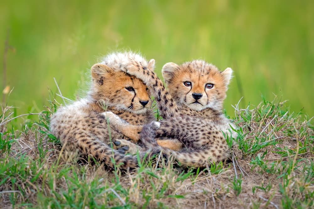 Playful Cheetah Cubs by Roshkumar — canvas wall art