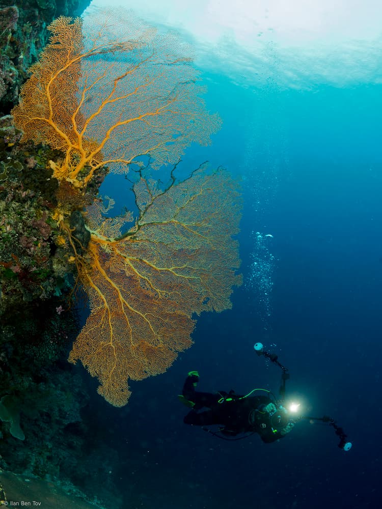 Diver's Coral Discovery by Ilan Ben Tov — canvas wall art