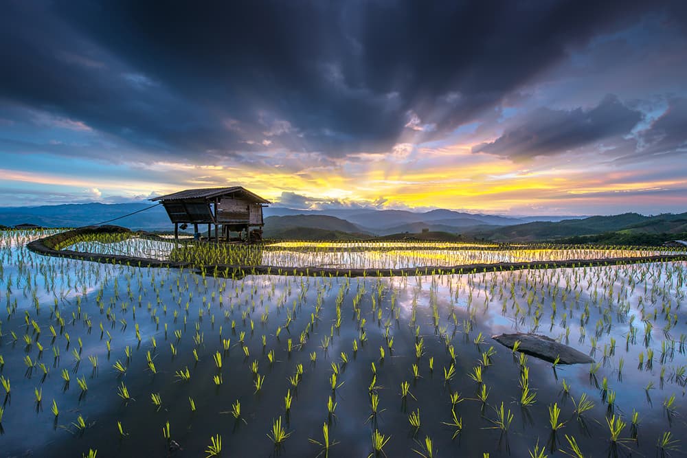 Dramatic Rice Paddies Sunset by Sarawut Intarob — canvas wall art