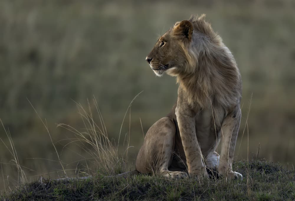 Watchful Lion Profile by Hung Tsui — canvas wall art