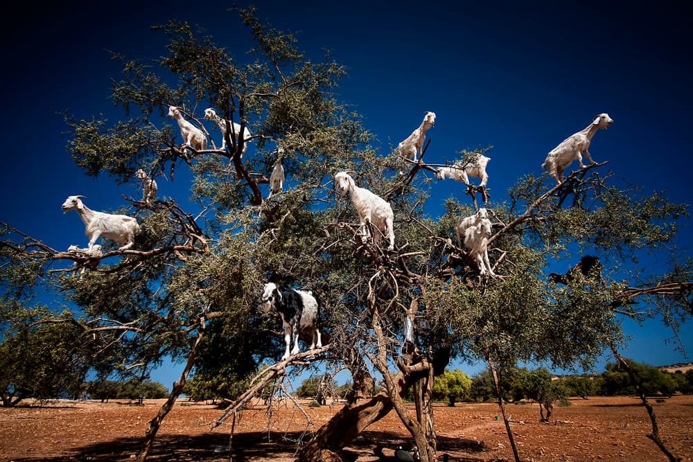 Moroccan Tree Goats by Burak Senbak — canvas wall art