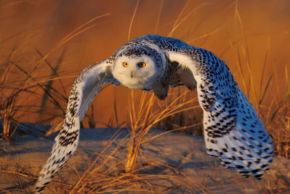 Snowy Owl Golden Glide by Gavin Lam — canvas wall art