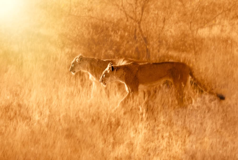 African Lionesses Golden Hour by Sayyed Nayyer Reza — canvas wall art