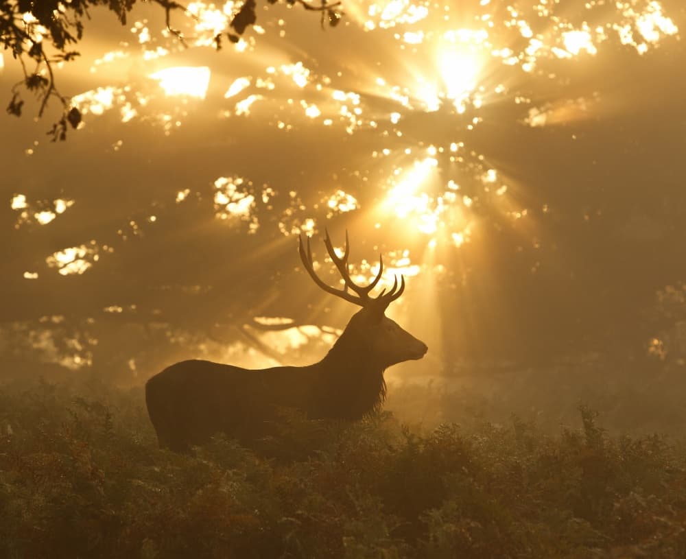 Stag in Golden Light