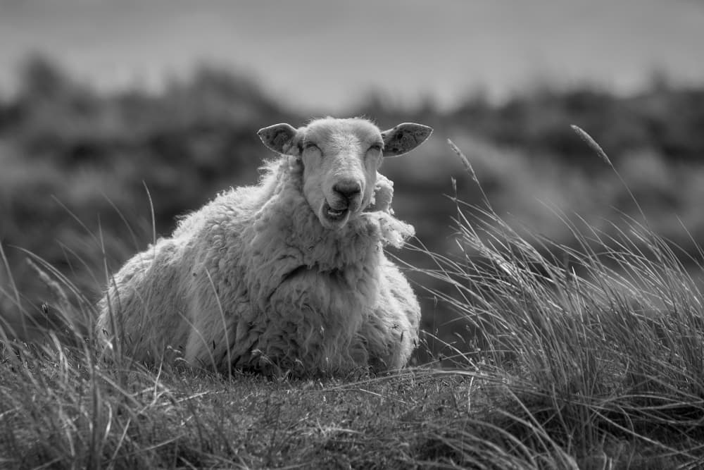Happy Resting Sheep by Bodo Balzer — canvas wall art