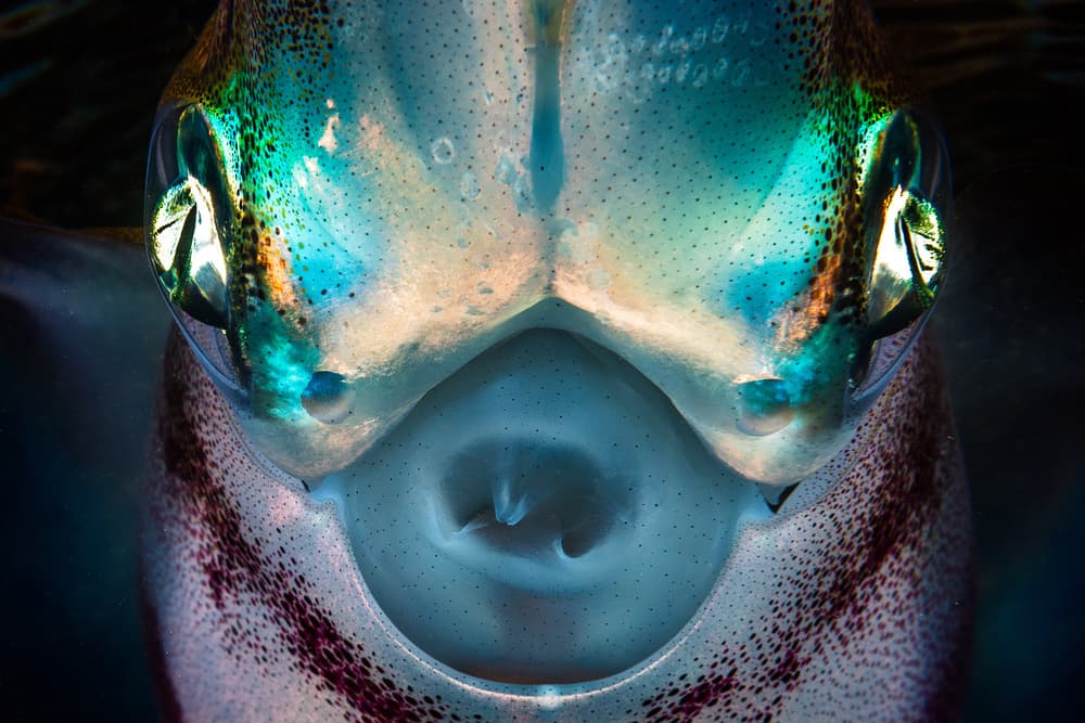 Iridescent Squid Eyes by Barathieu Gabriel — canvas wall art