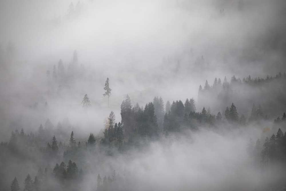 Misty Forest Haze by Lazar Ioan Ovidiu — canvas wall art