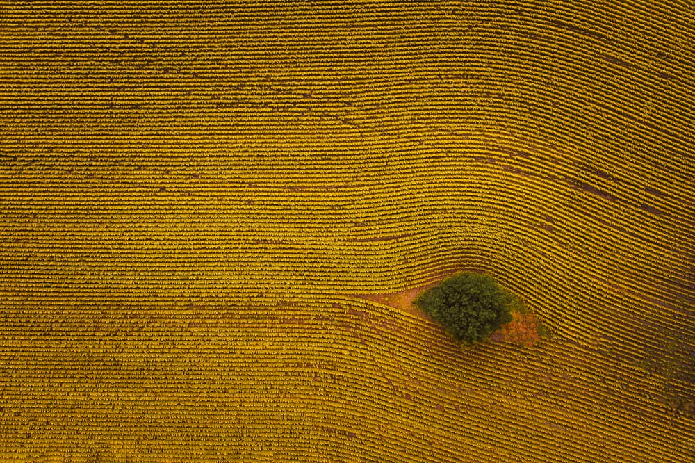 Golden Field With Tree by Michael Zheng — canvas wall art