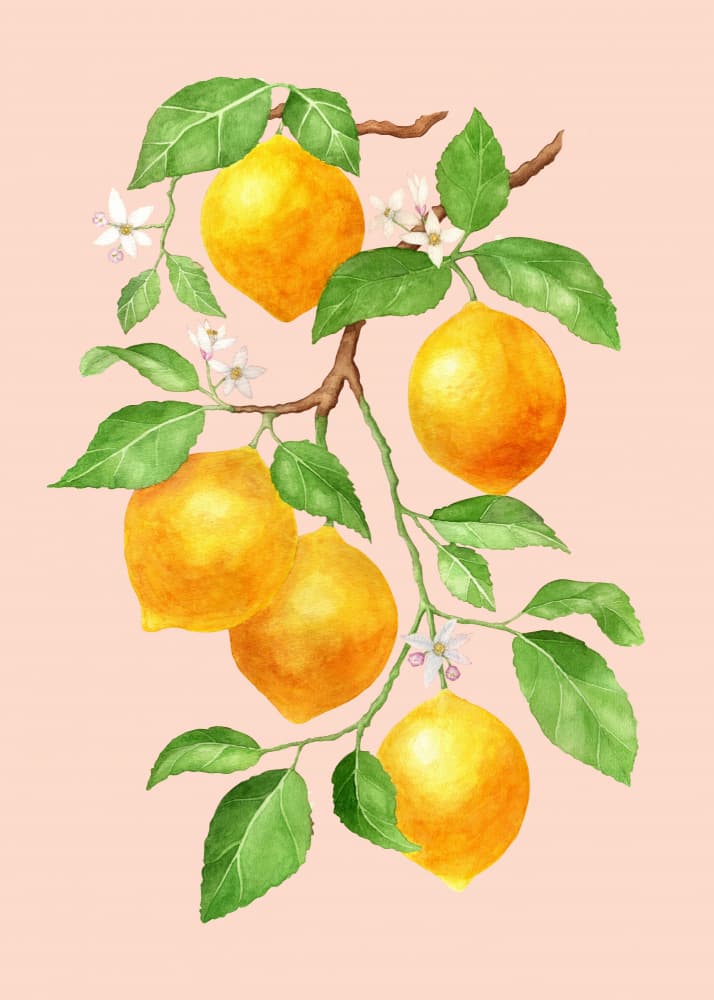 Vibrant Lemon Branch by Maja Kjær — canvas wall art