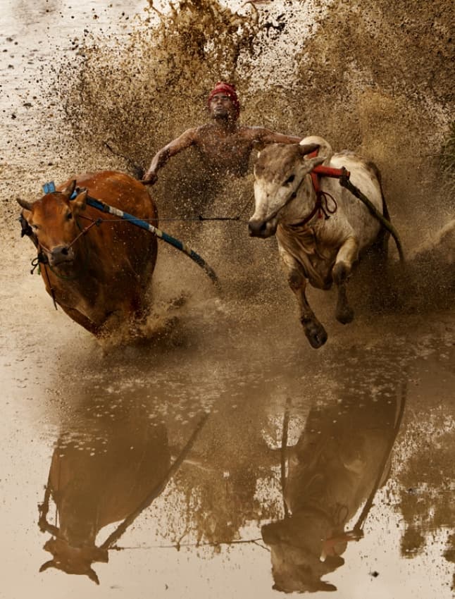 Oxen Racing Mud Splash by Michael Sidharta — canvas wall art