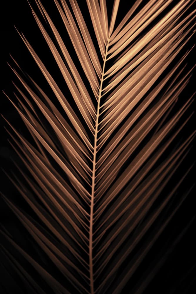 Golden Palm Frond by Mareike Böhmer — canvas wall art