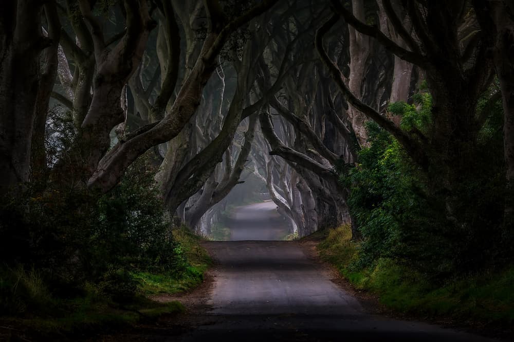 Mysterious Tree Tunnel by Piotr Galus — canvas wall art