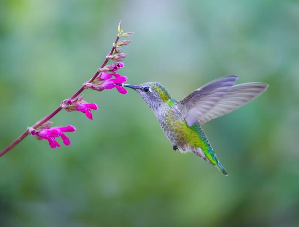 Vibrant Hummingbird Pink Bloom by Xiaojian Huang — canvas wall art