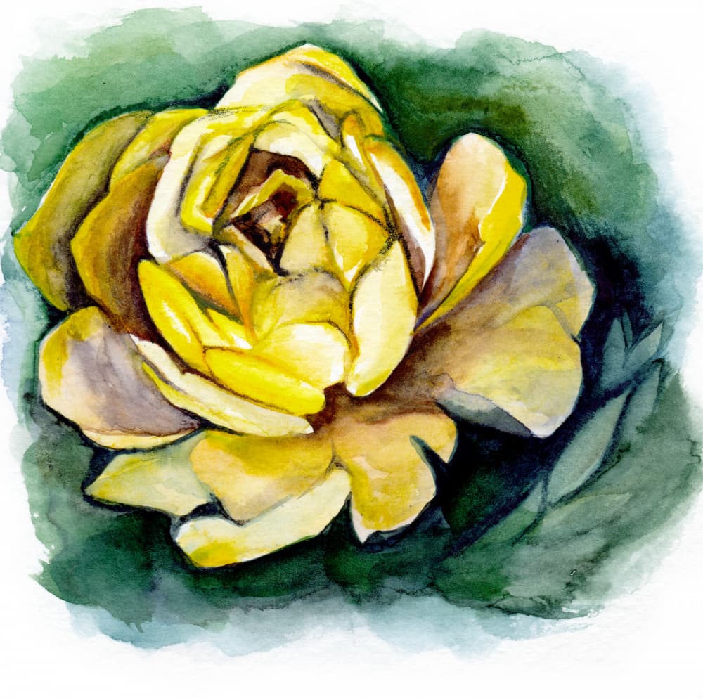 Watercolor Yellow Rose by Christine Lindstrom — canvas wall art