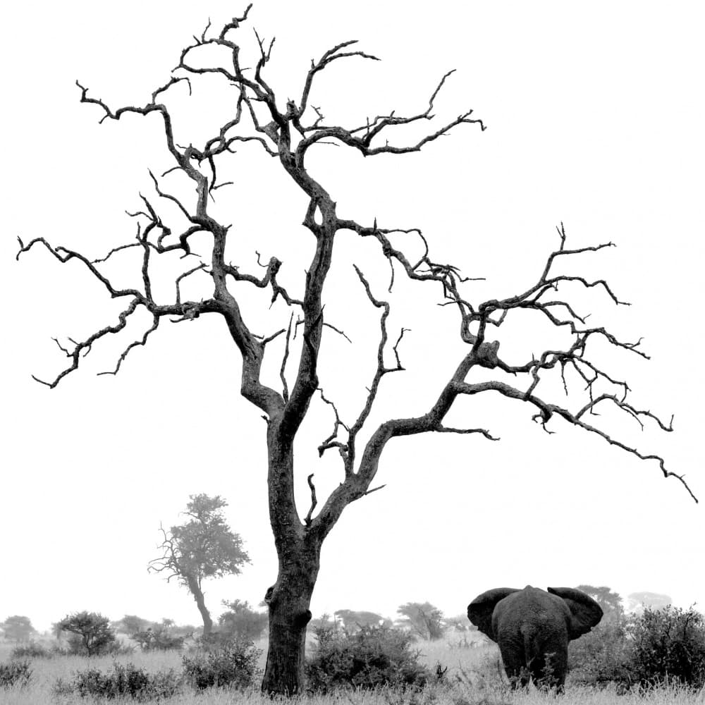 African Elephant Under Tree by alberti Patrick — canvas wall art