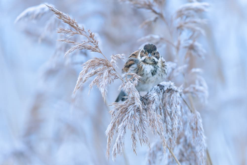 Winter Bird on Reeds by Adrian Błaszczyk — canvas wall art