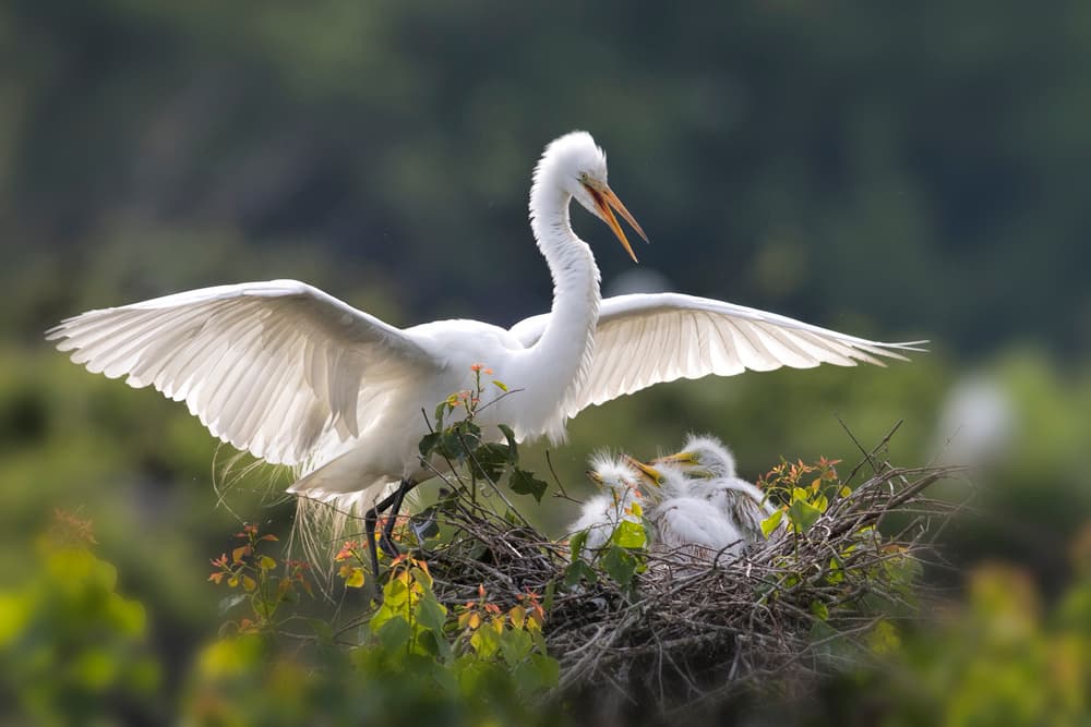 Nesting Egret Family by Libby Zhang — canvas wall art