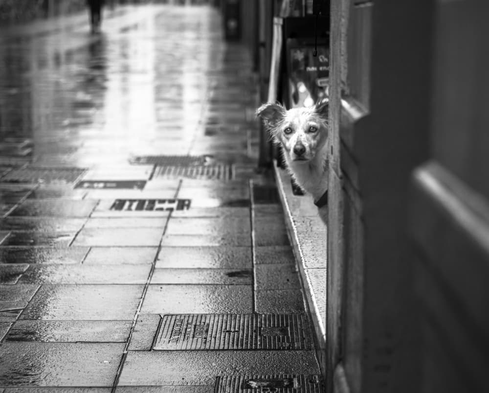 Peeking Dog Rainy Street by Montserrat Alviani — canvas wall art