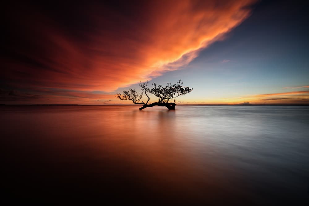 Lone Tree Sunset by Gunarto Song — canvas wall art