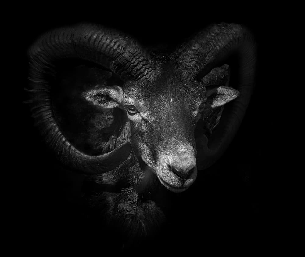 Majestic Ram Gaze by Ferdinando Valverde — canvas wall art