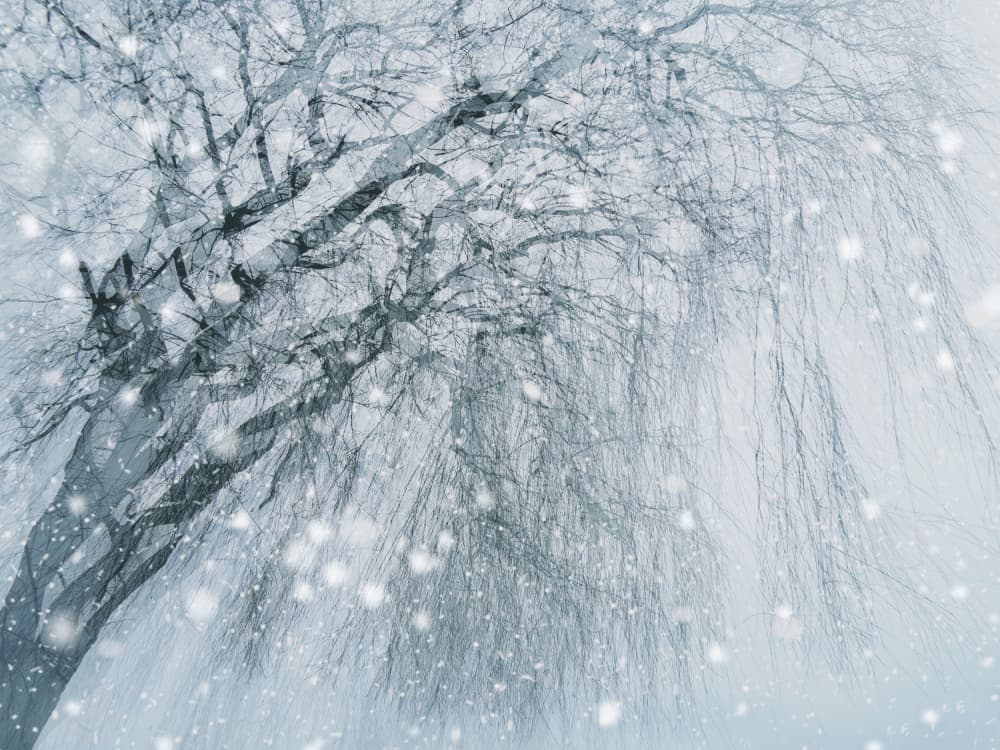 Weeping Willow Snowfall by Jasmine Zhang — canvas wall art