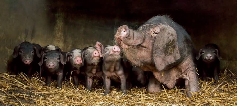 Mother Pig and Piglets by Gert van den Bosch — canvas wall art