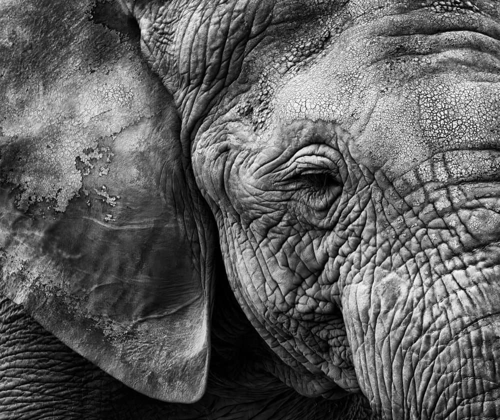 Textured Elephant Portrait by Helena GARCIA HUERTAS — canvas wall art