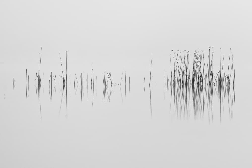 Serene Reeds Reflection by Benny Pettersson — canvas wall art