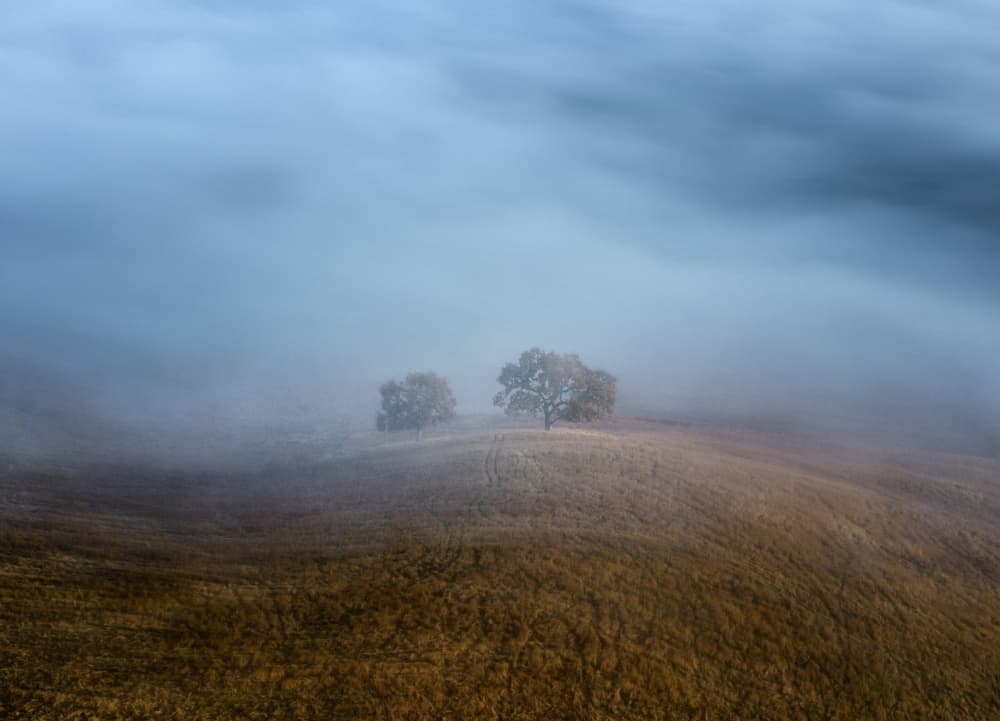 Misty Hillside Trees by Dianne Mao — canvas wall art