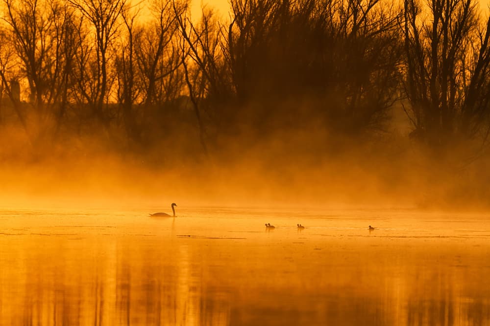 Golden Hour Swan Family by Chuanxu Ren — canvas wall art