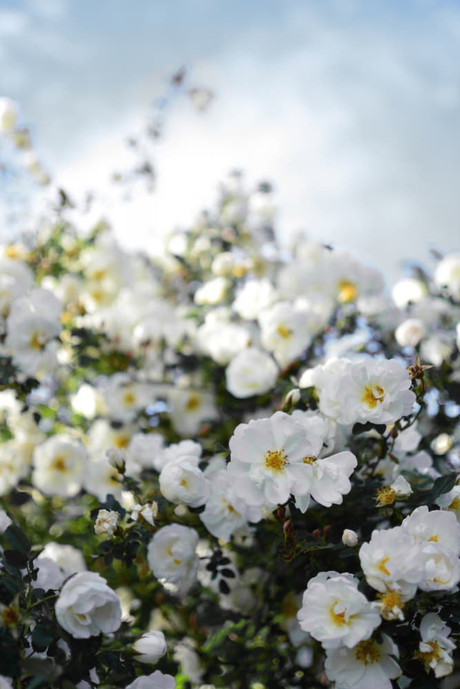 Blooming White Roses by Christina Sillen — canvas wall art