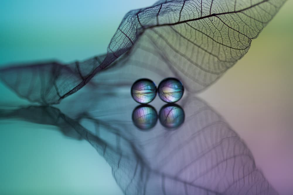 Iridescent Drops on Leaf by Shihya Kowatari — canvas wall art