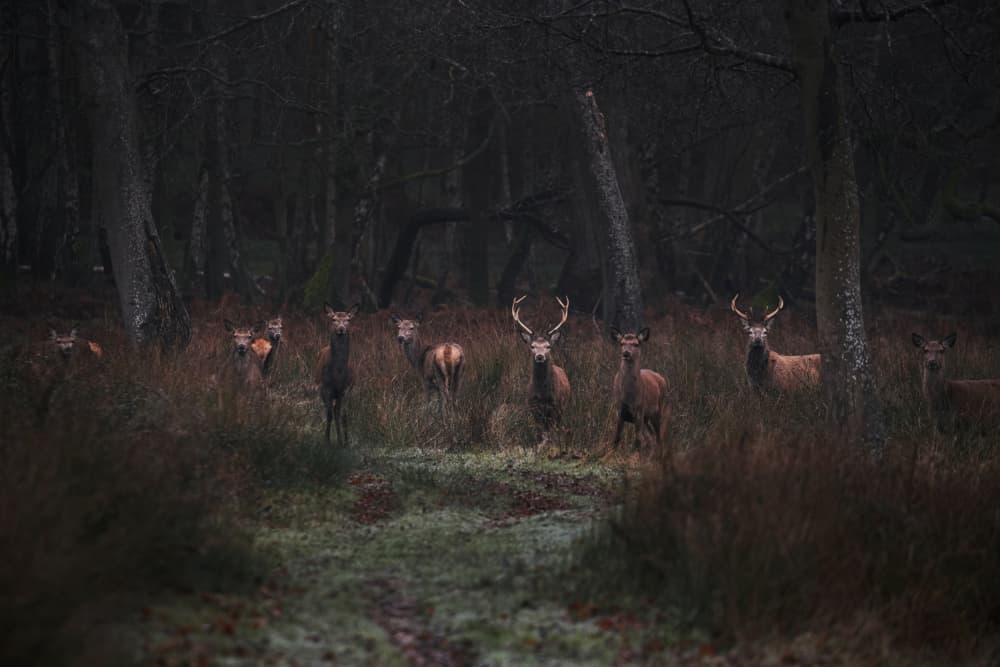 Misty Woodland Deer by Gheorghita Nemtanu — canvas wall art