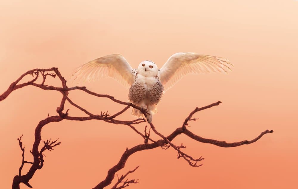 Majestic Snowy Owl Sunset by Qing Zhao — canvas wall art