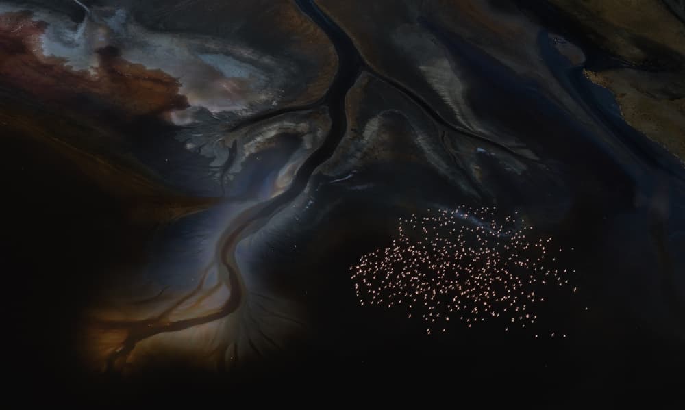 Pink Flamingos Aerial View by MIN LI — canvas wall art