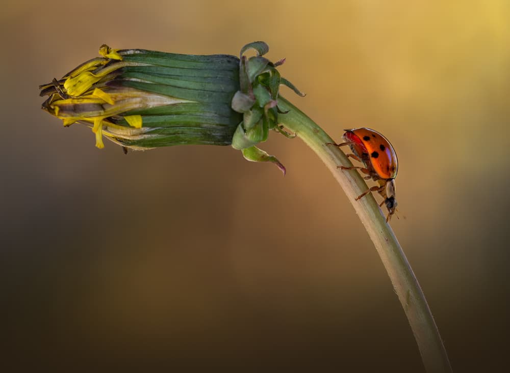 Ladybug's Dandelion Climb by Atul Saluja — canvas wall art