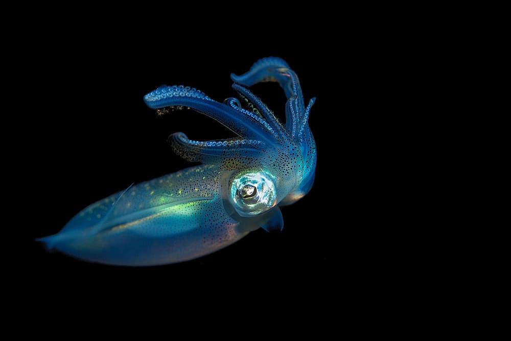 Deep Sea Squid by Walter Lackner — canvas wall art