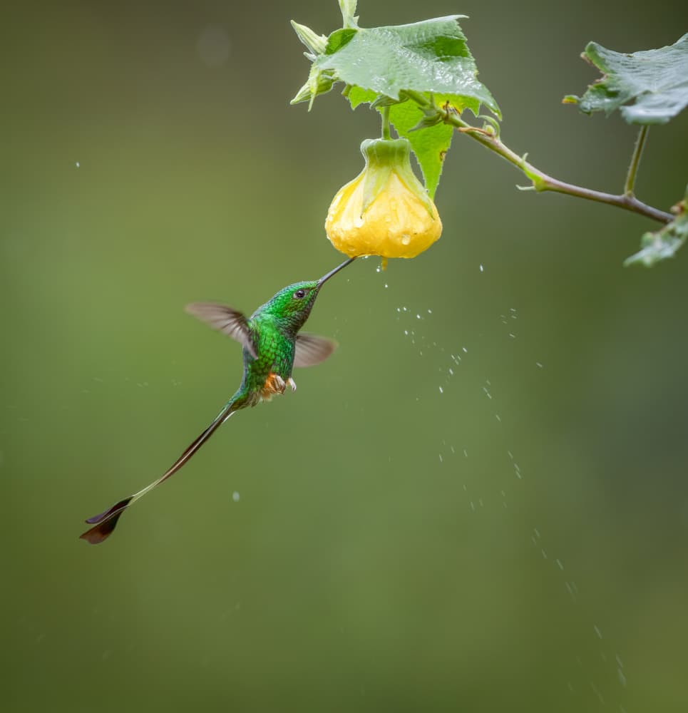 Hummingbird Nectar Splash by Eugene Zhu — canvas wall art
