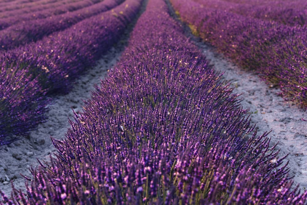 Lavender Detail by Stefan Hefele — canvas wall art