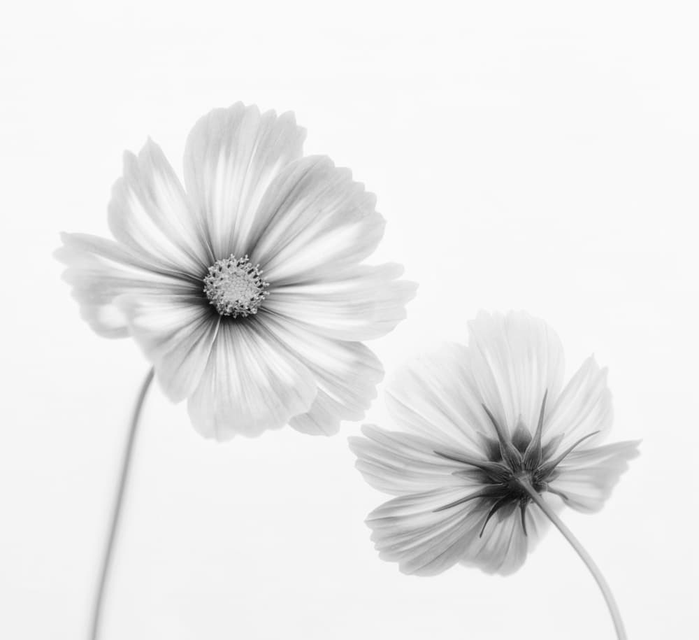 Ethereal Cosmos Flowers by Lotte Grønkjær — canvas wall art