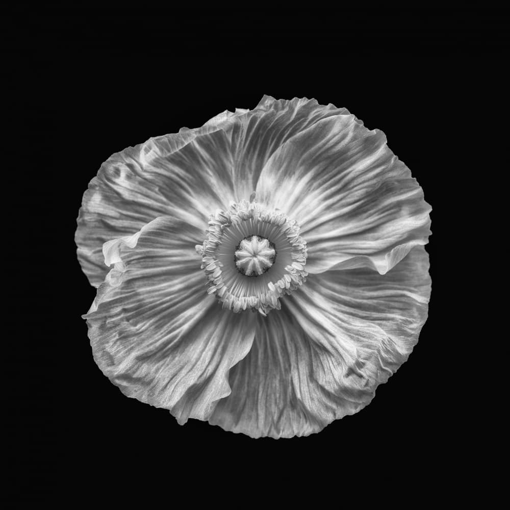 Poppy portrait by Lotte Grønkjær — canvas wall art