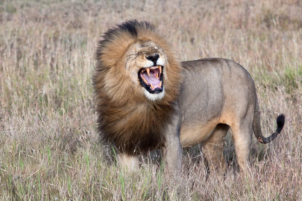 African Lion Yawn by Alessandro Catta — canvas wall art