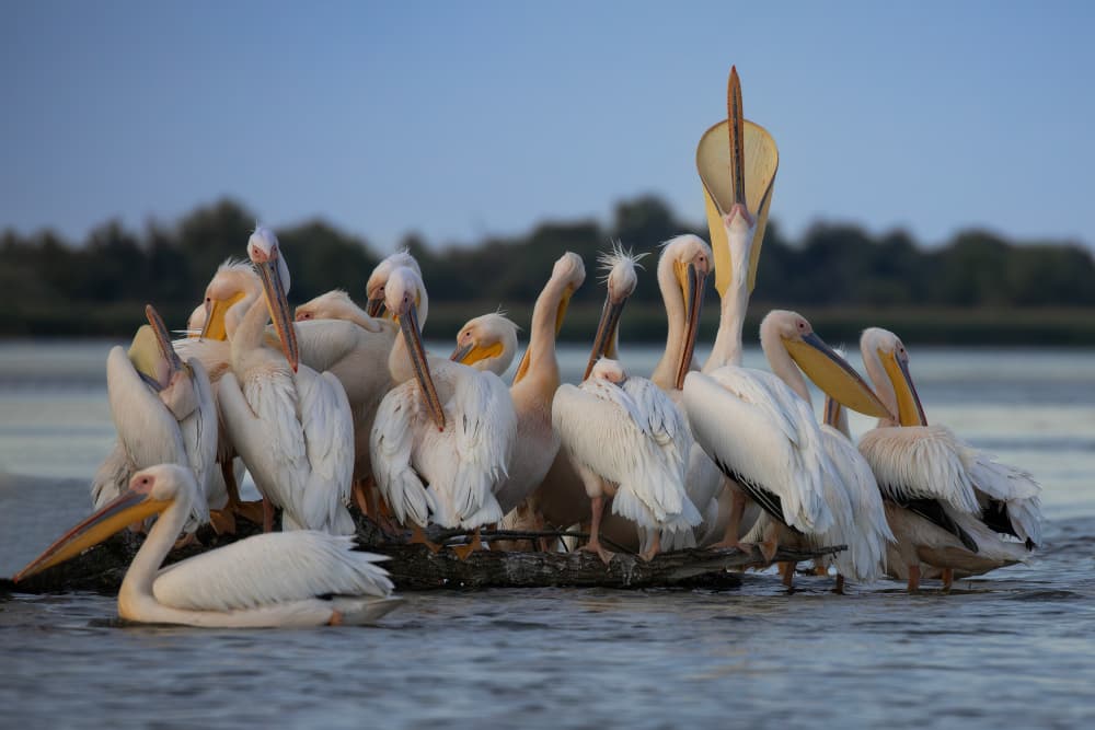 Tranquil Pelican Flock by Lazar Ioan Ovidiu — canvas wall art